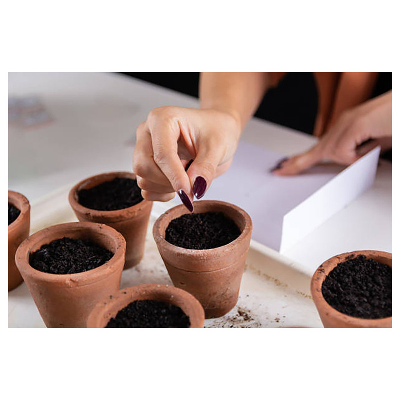 بذر شب بو زعفرانی گرین فارم کد XD 6 بسته 2 عددی