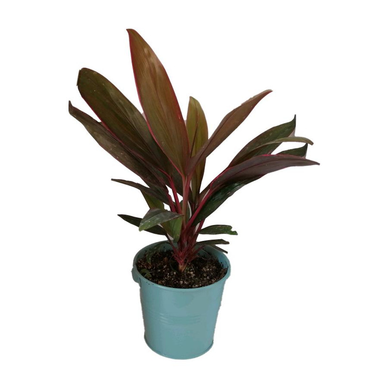 گیاه طبیعی کردلین کد uf03 گیاه طبیعی کردلین کد uf03