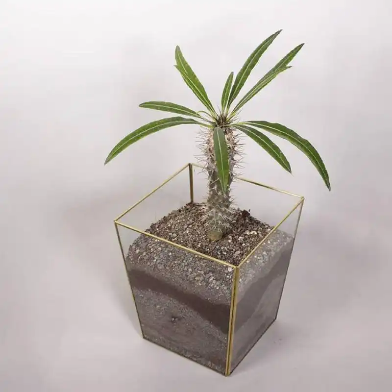 باکس شیشه ای مدل ناپل کد MT 341561