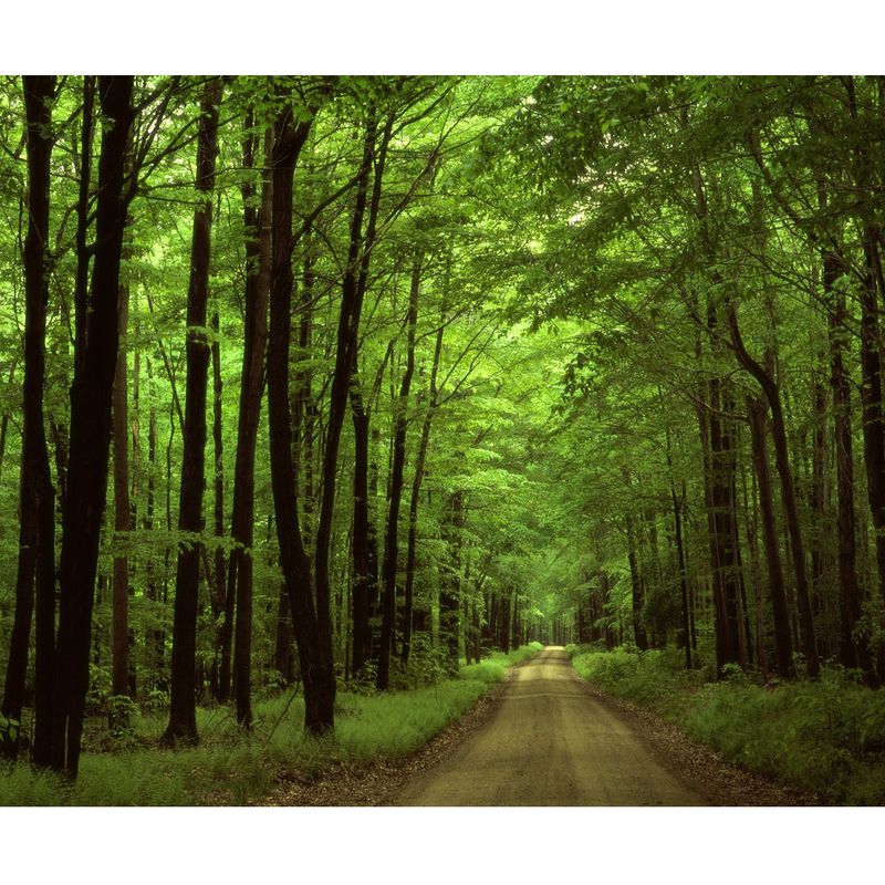 تابلو بوم طرح جنگل کد Best Nature77-N