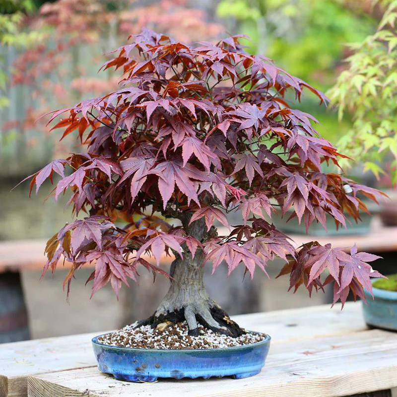 بذر بنسای افرا پلانتانید سانیا سید مدل S31