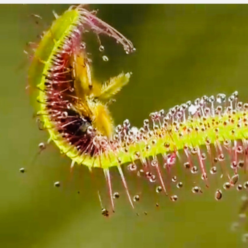 گیاه طبیعی دروزرا کپنسیس مدل Cap09 مجموعه 9 عددی