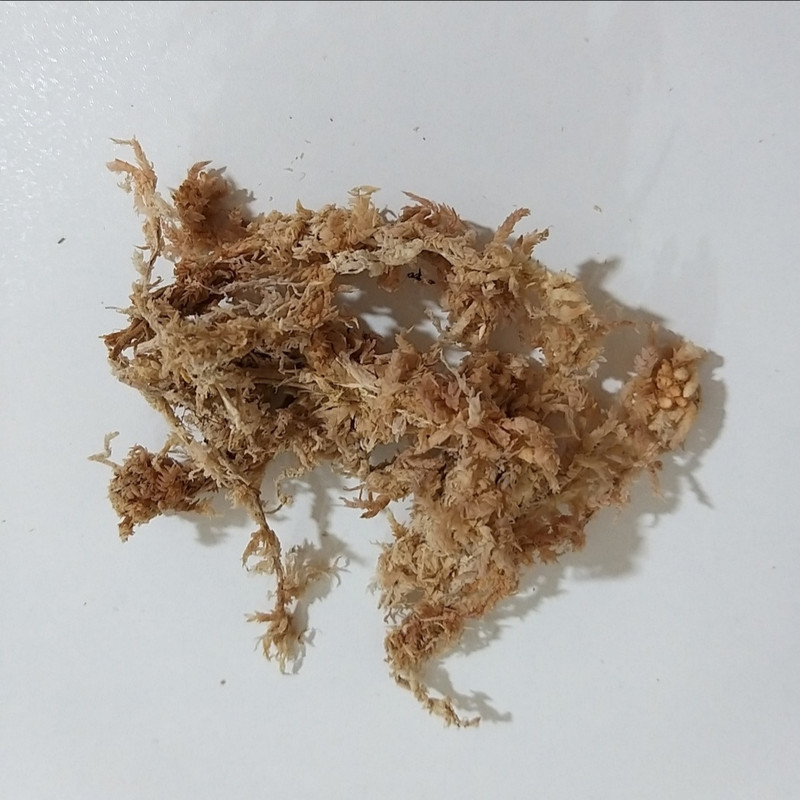 خزه اسفگنوم مدل اسپگنوم کد 05 وزن 5 گرم خزه اسفگنوم مدل اسپگنوم کد 05 وزن 5 گرم