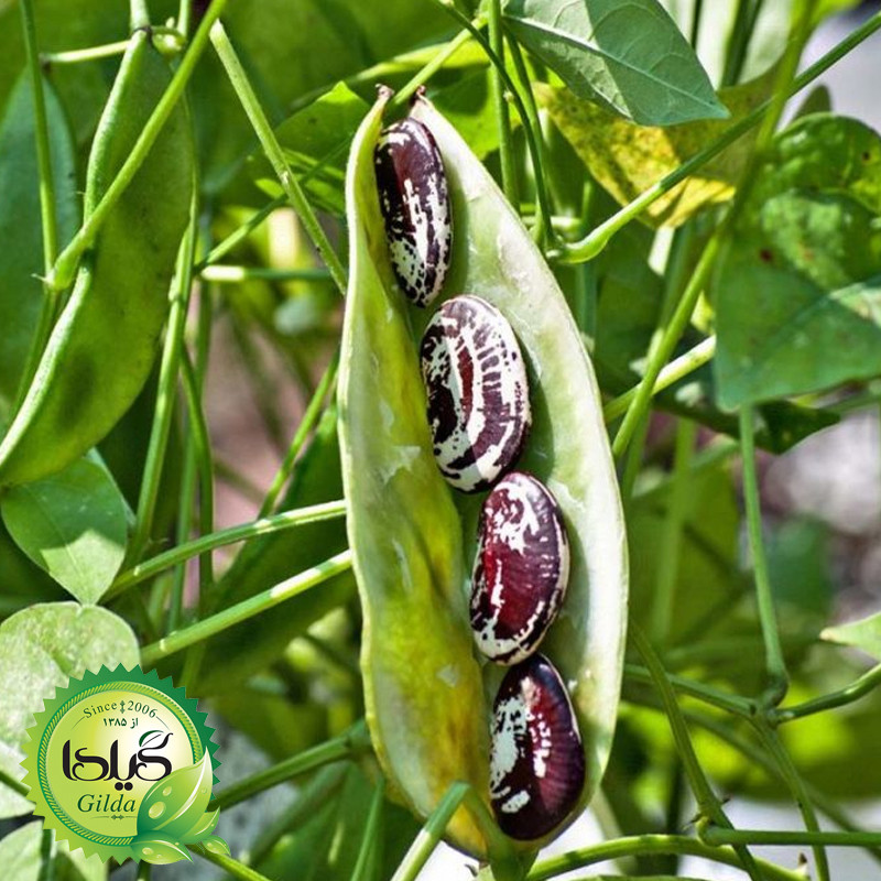 بذر لوبیا عروس گیلدا کد 251