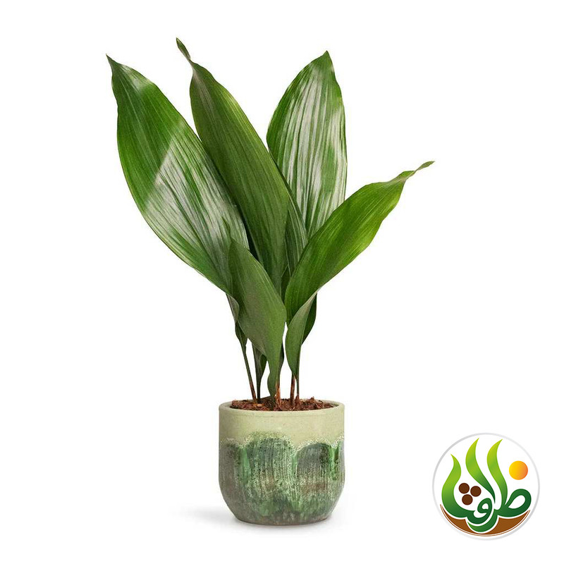 کود کامل برگ عبایی ظرافت مدل KO21223 وزن 250 گرم