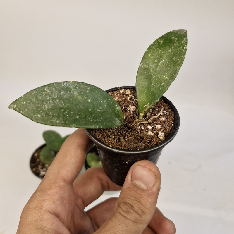 گیاه طبیعی هویا کد 082 بسته 3 عددی
