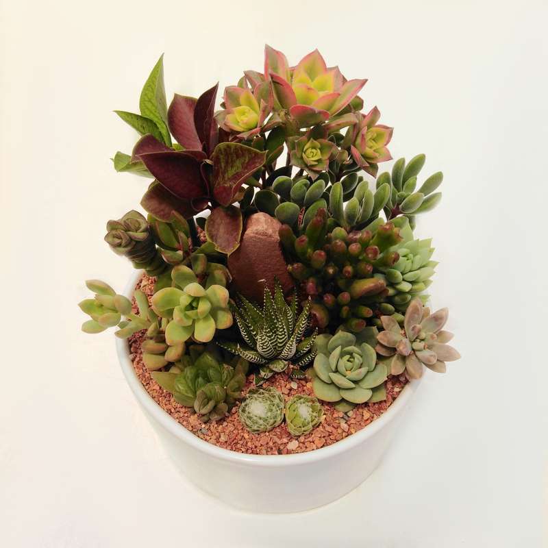 گیاه طبیعی کاکتوس و ساکولنت قدسی کد c1