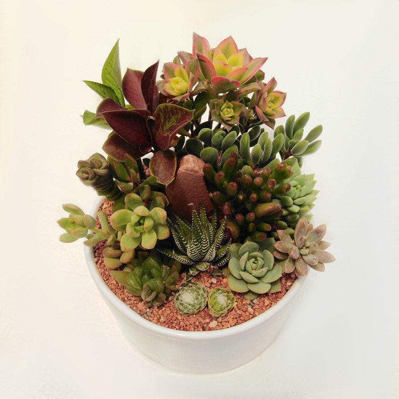 گیاه طبیعی کاکتوس و ساکولنت قدسی کد c1