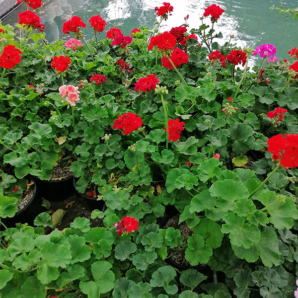 گیاه طبیعی شمعدانی هلندی مدل 5159955