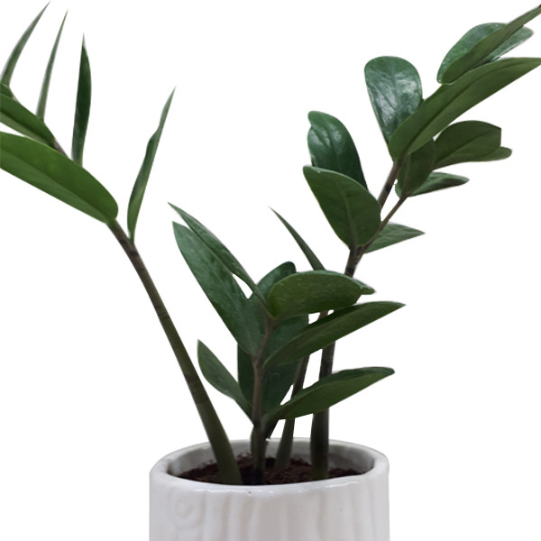 گیاه طبیعی زاموفیلیا کد S - M02 گیاه طبیعی زاموفیلیا کد S - M02