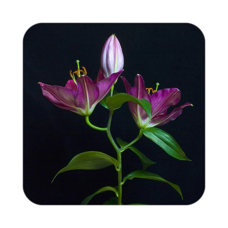 زیر لیوانی کاکتی طرح گل مدل mp18861