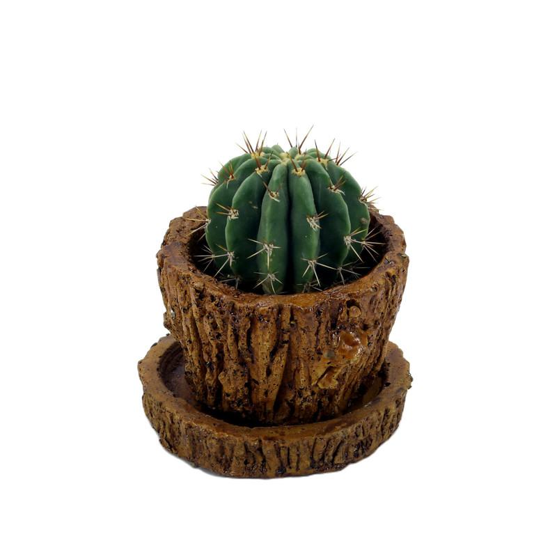 گیاه طبیعی کاکتوس کد Z1