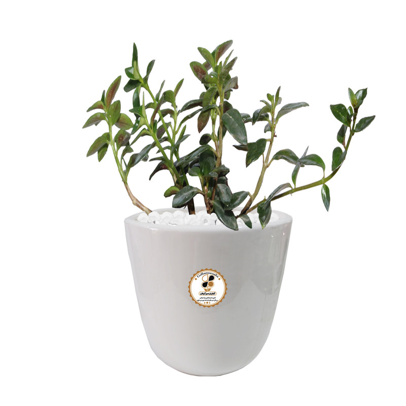 گیاه طبیعی نماتانتوس شرکت گلباران سبز گیلان مدل KN-L