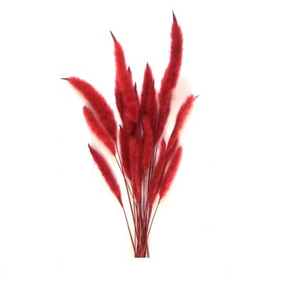 نقد و بررسی گل خشک مدل دم روباهی 10_4 توسط خریداران