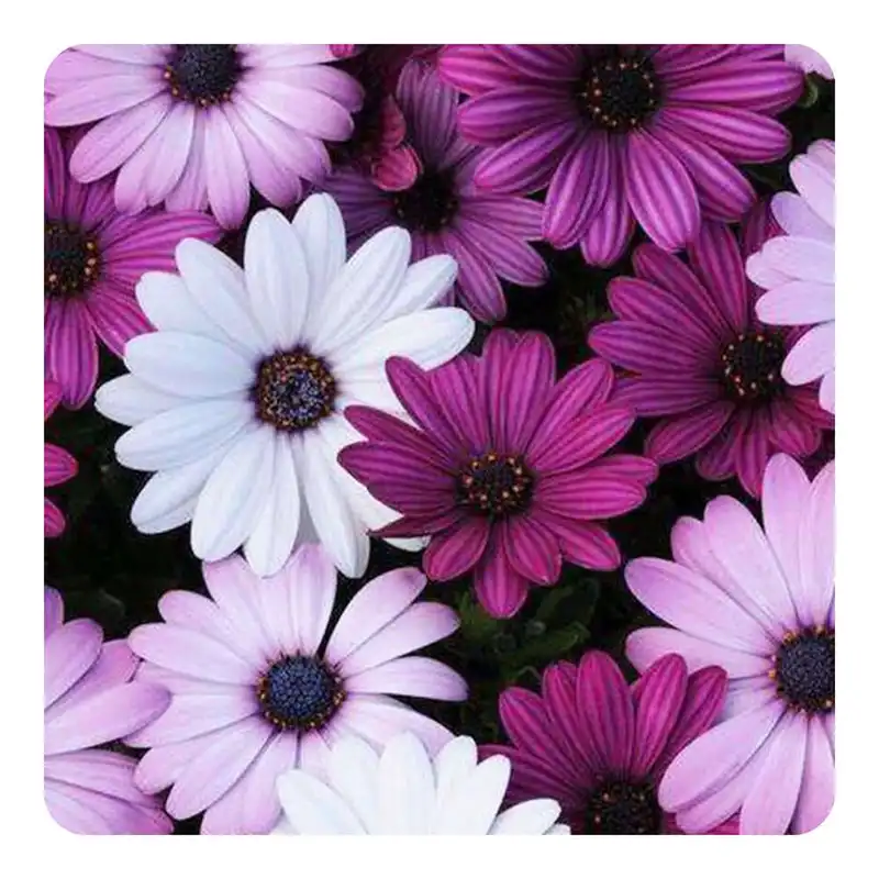 مگنت طرح گل مدل mg10165
