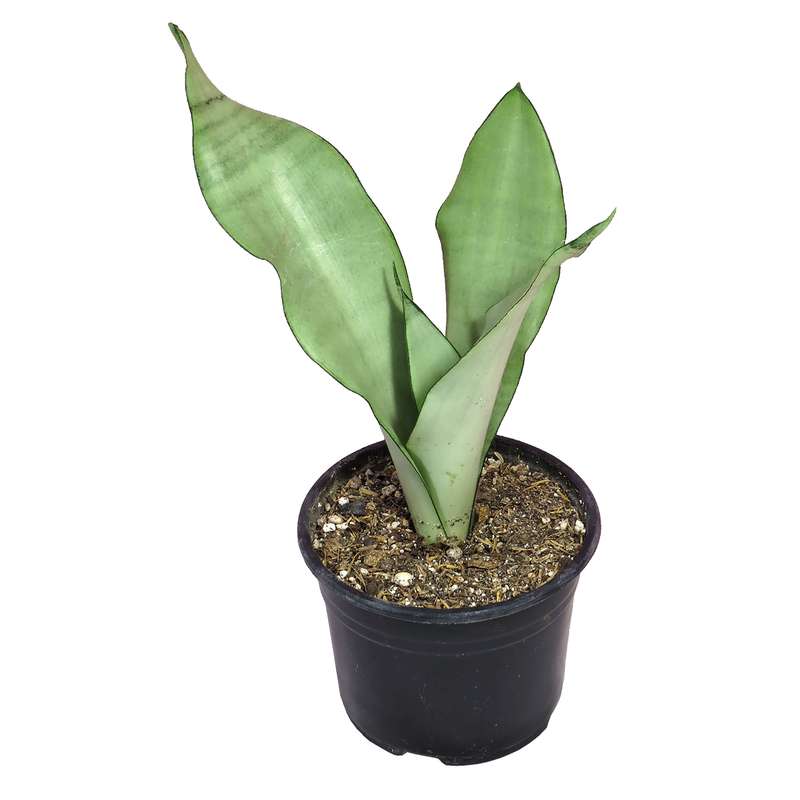 گیاه طبیعی سانسوریا مهتابی کد AS-10 گیاه طبیعی سانسوریا مهتابی کد AS-10