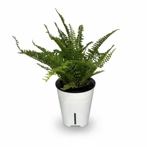 سرخس گلآرون مدل هیدروپنیک p13