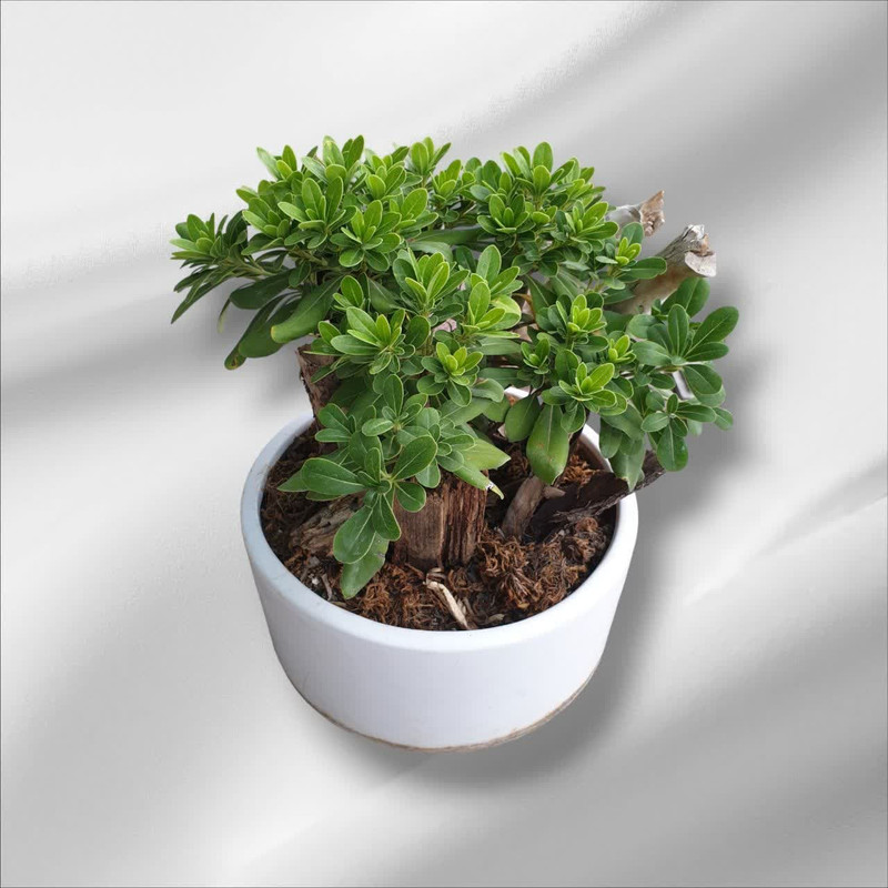 گیاه طبیعی بنسای میخک هندی کد 110