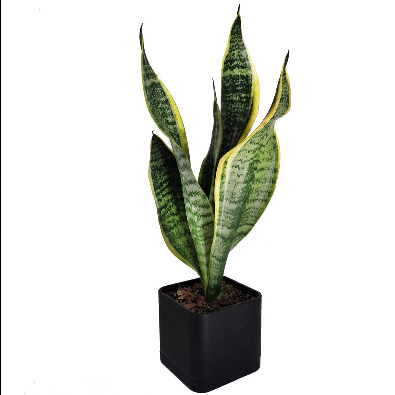 گیاه طبیعی سانسوریا ابلق مدل کرواتی گیاه طبیعی سانسوریا ابلق مدل کرواتی