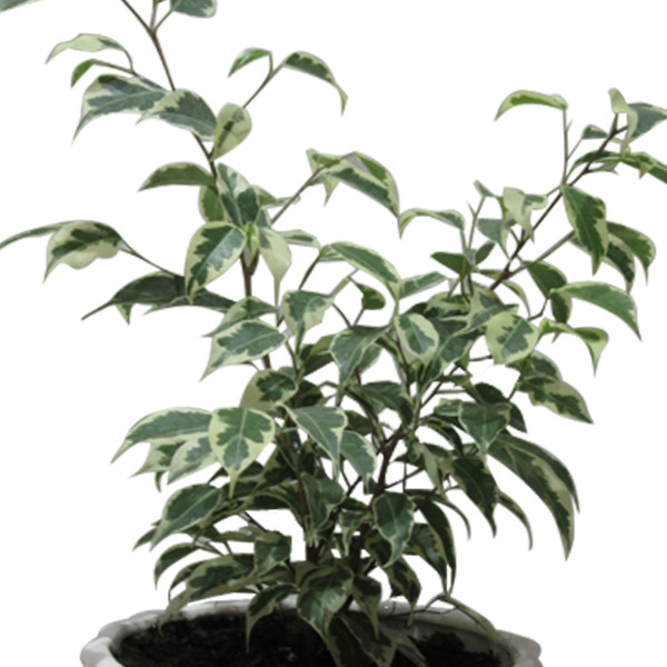 گیاه طبیعی بنژامین کد AB - M01