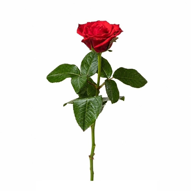 شاخه گل رز طبیعی مدل هلندی