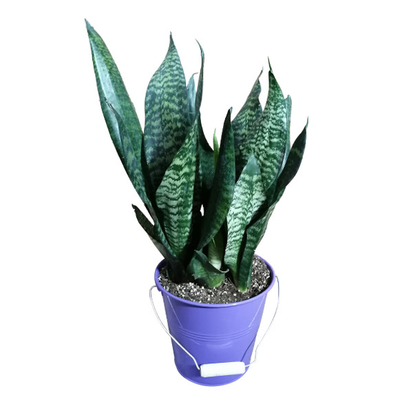 گیاه طبیعی سانسوریا مدل 02 گیاه طبیعی سانسوریا مدل 02