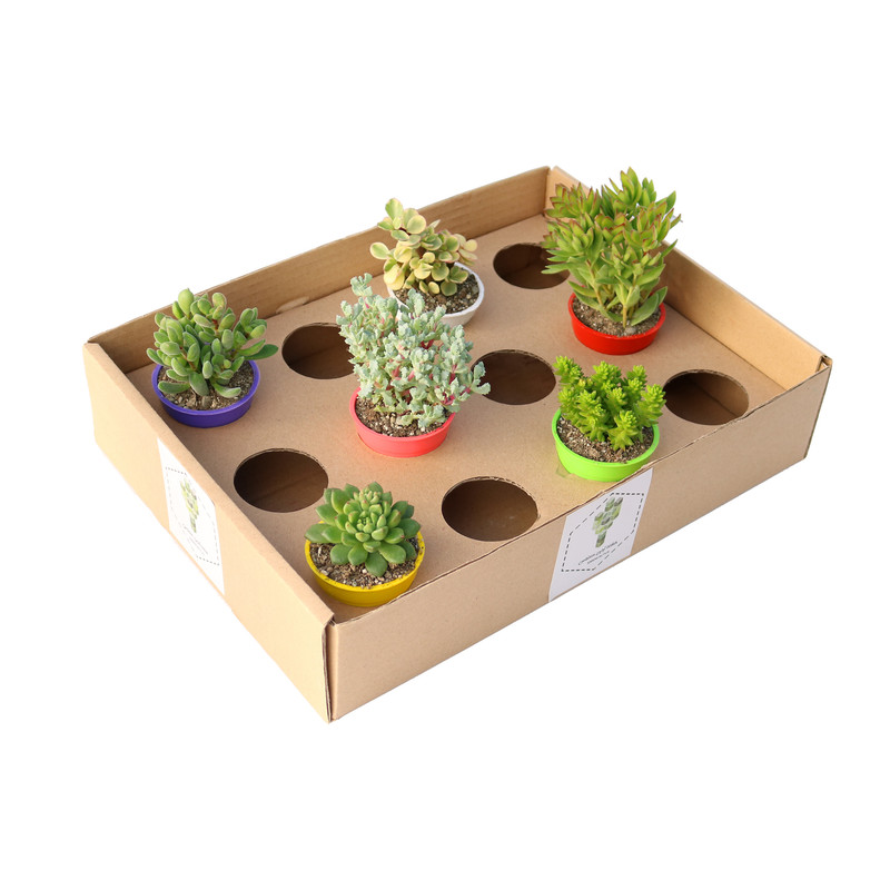 گیاه طبیعی ساکولنت آیدین کاکتوس کد CB-019 بسته 6 عددی گیاه طبیعی ساکولنت آیدین کاکتوس کد CB-019 بسته 6 عددی