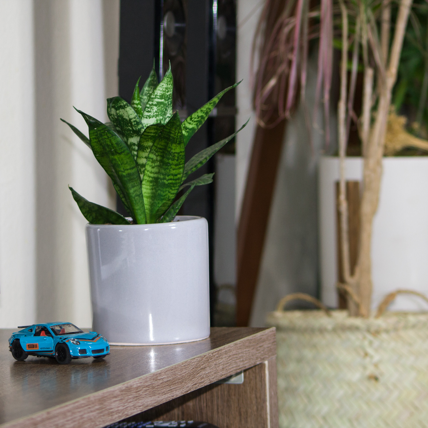 گیاه طبیعی سانسوریا مدل L-S-06 گیاه طبیعی سانسوریا مدل L-S-06