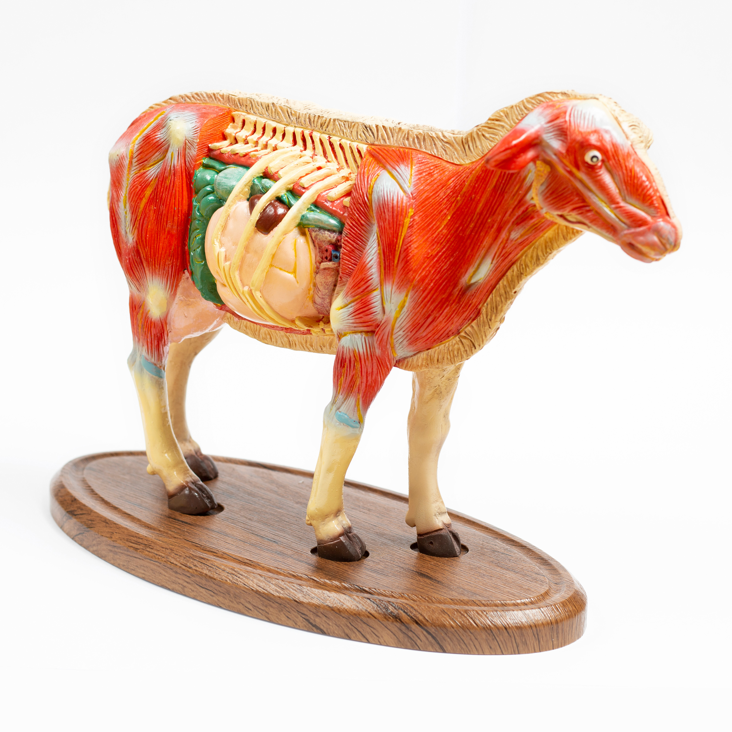 بازی آموزشی مدل مولاژ آناتومی گوسفند کد A021-Wooden
