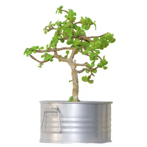 گیاه طبیعی کراسولا خرفه ای مدل بونسای LS-04
