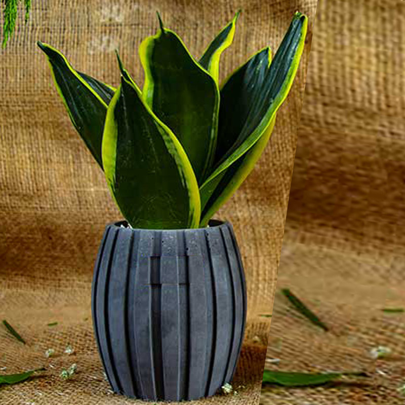 گیاه طبیعی سانسوریا بلک گلد مدل مطبق گیاه طبیعی سانسوریا بلک گلد مدل مطبق