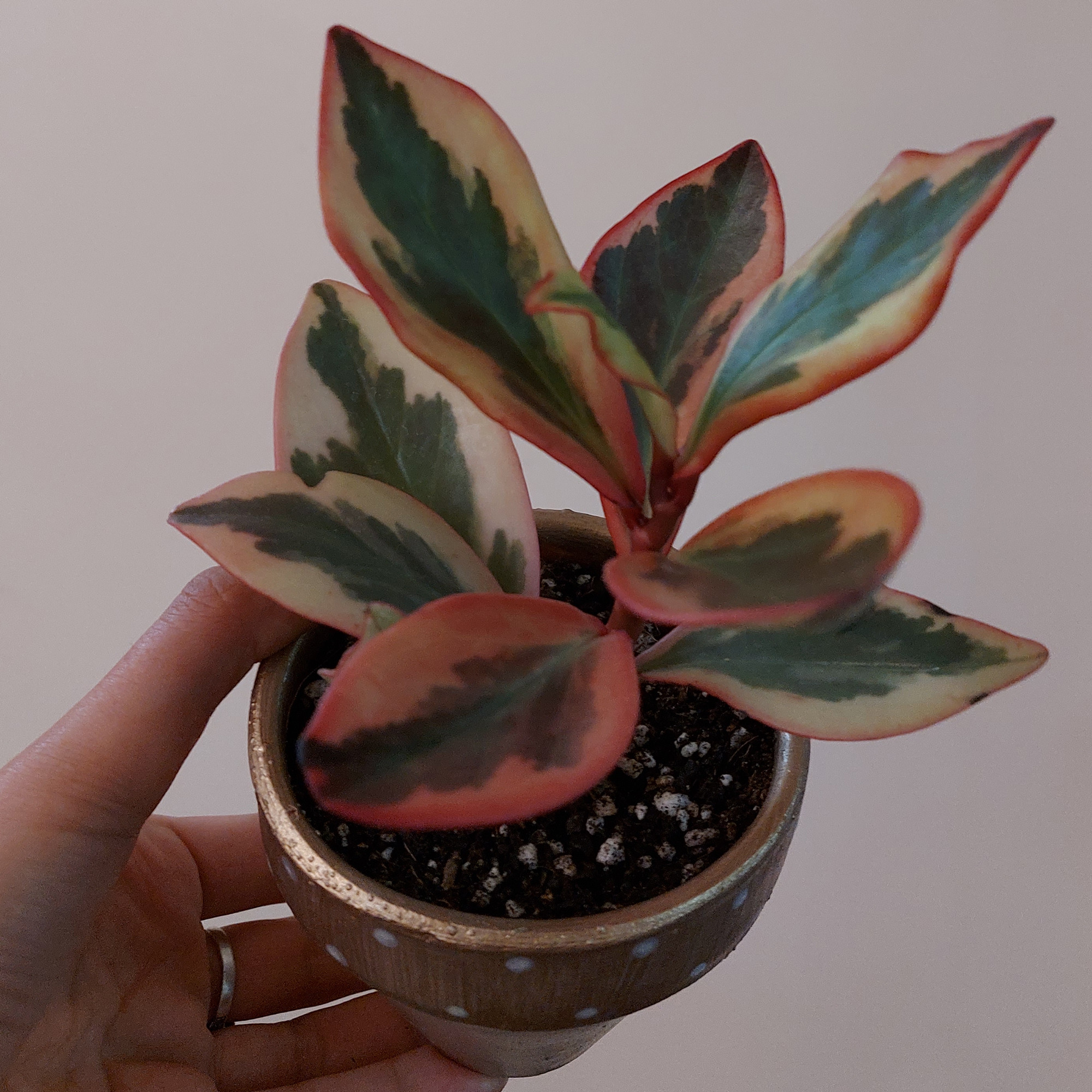 گیاه طبیعی قاشقی تری کالر مدل F-08