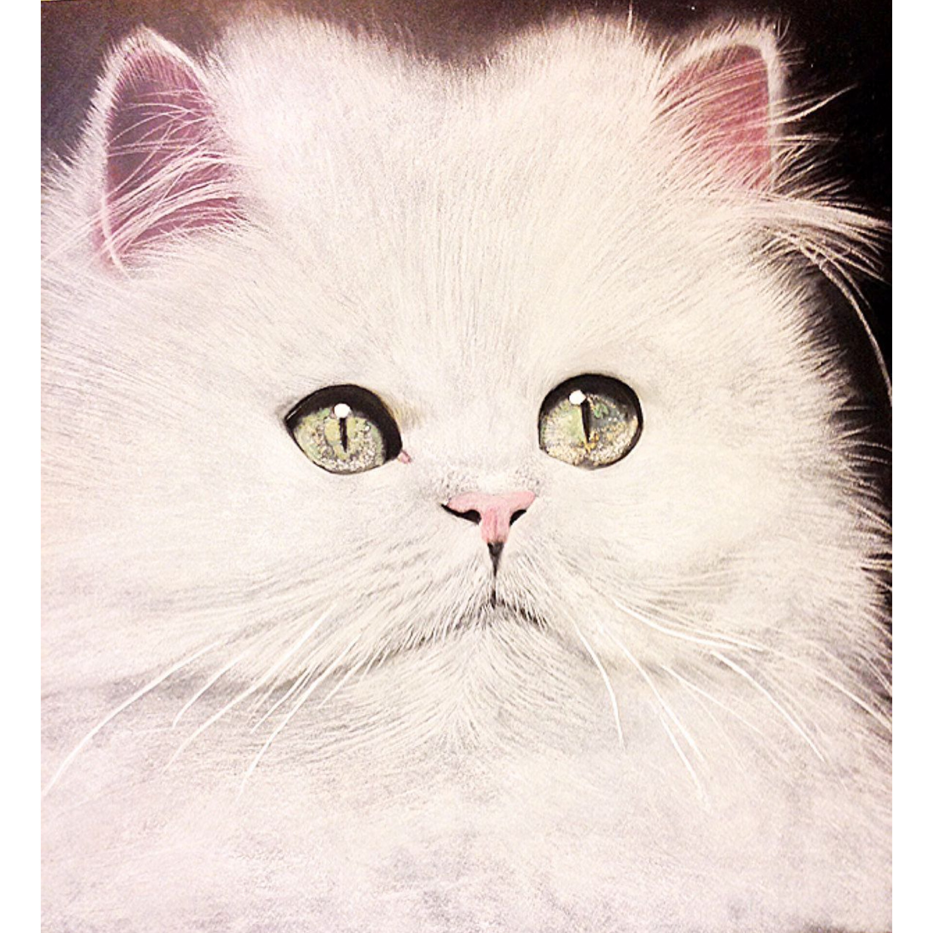 نقاشی پاستل گچی مدل گربه کد 02