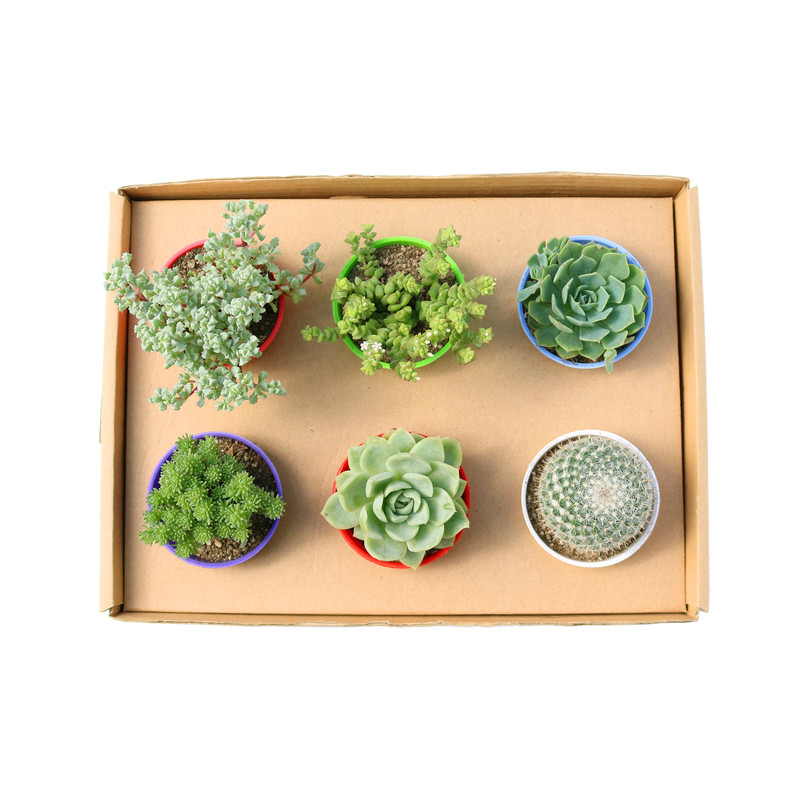 گیاه طبیعی کاکتوس و ساکولنت آیدین کاکتوس کد CB-017 مجموعه 6 عددی