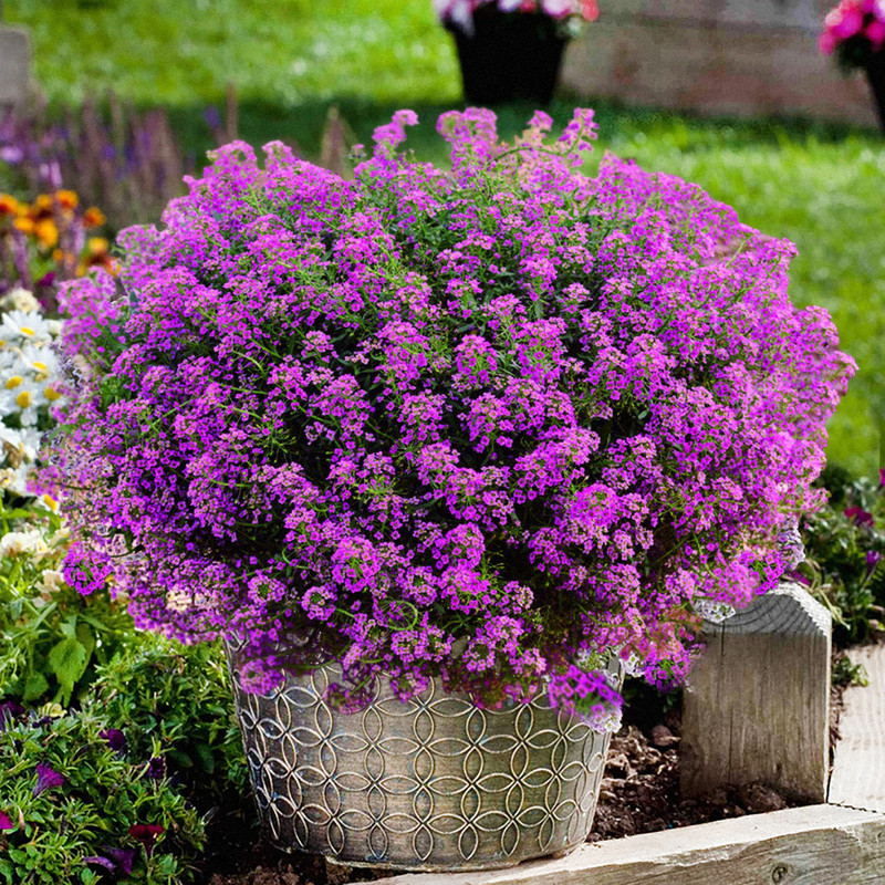 بذر گل آلیسوم بنفش سانیا سید مدل ss9 بذر گل آلیسوم بنفش سانیا سید مدل ss9