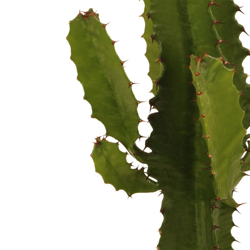 گیاه طبیعی افوربیا گلیتال مدل 03 گیاه طبیعی افوربیا گلیتال مدل 03