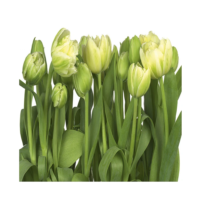 پوستر دیواری کومار مدل 8-900