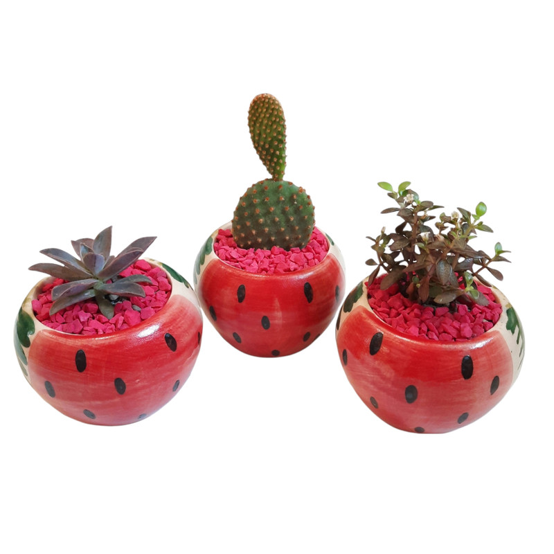 گیاه طبیعی خانواده ساکولنت و کاکتوس مدل یلدا طرح هندوانه گیاه طبیعی خانواده ساکولنت و کاکتوس مدل یلدا طرح هندوانه