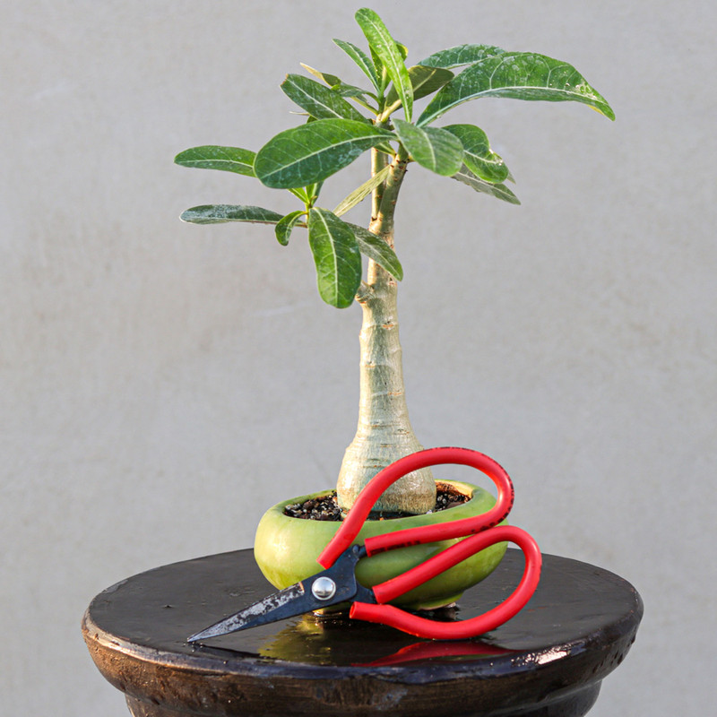 گیاه طبیعی بونسای آدنیوم مدل عربیکم