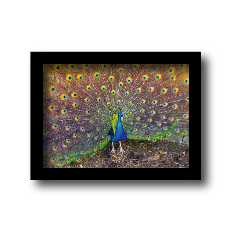 تابلو مدل پرندگان طرح طاووس رنگارنگ کد km-bird 2154