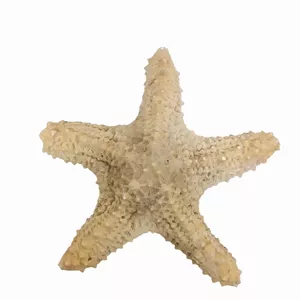 ستاره دریایی تزیینی مدل bs12