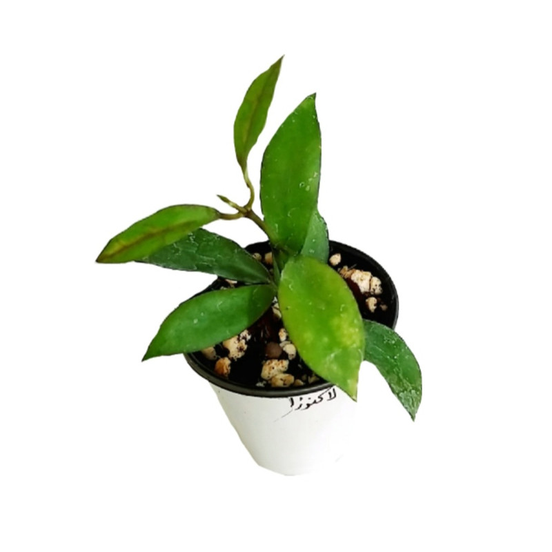 گیاه طبیعی هویا مدل لاکونزا