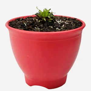 گیاه طبیعی دروزرا مدل گوشتخوار کد 002