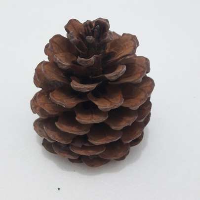 میوه کاج نماد چیست - میوه کاج برای چی خوبه و از کجا بخرم - راهنمای خرید میوه کاج تزئیینی و دکوری، رنگی و فانتزی و خام