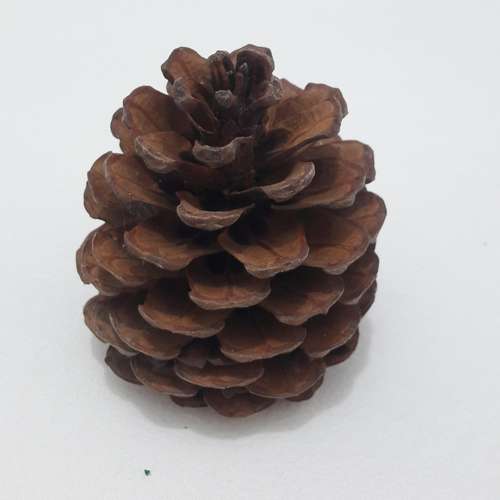 میوه کاج نماد چیست - میوه کاج برای چی خوبه و از کجا بخرم - راهنمای خرید میوه کاج تزئیینی و دکوری، رنگی و فانتزی و خام