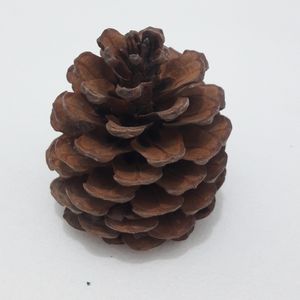 نقد و بررسی میوه تزیینی کاج مدل pine cone 1 توسط خریداران