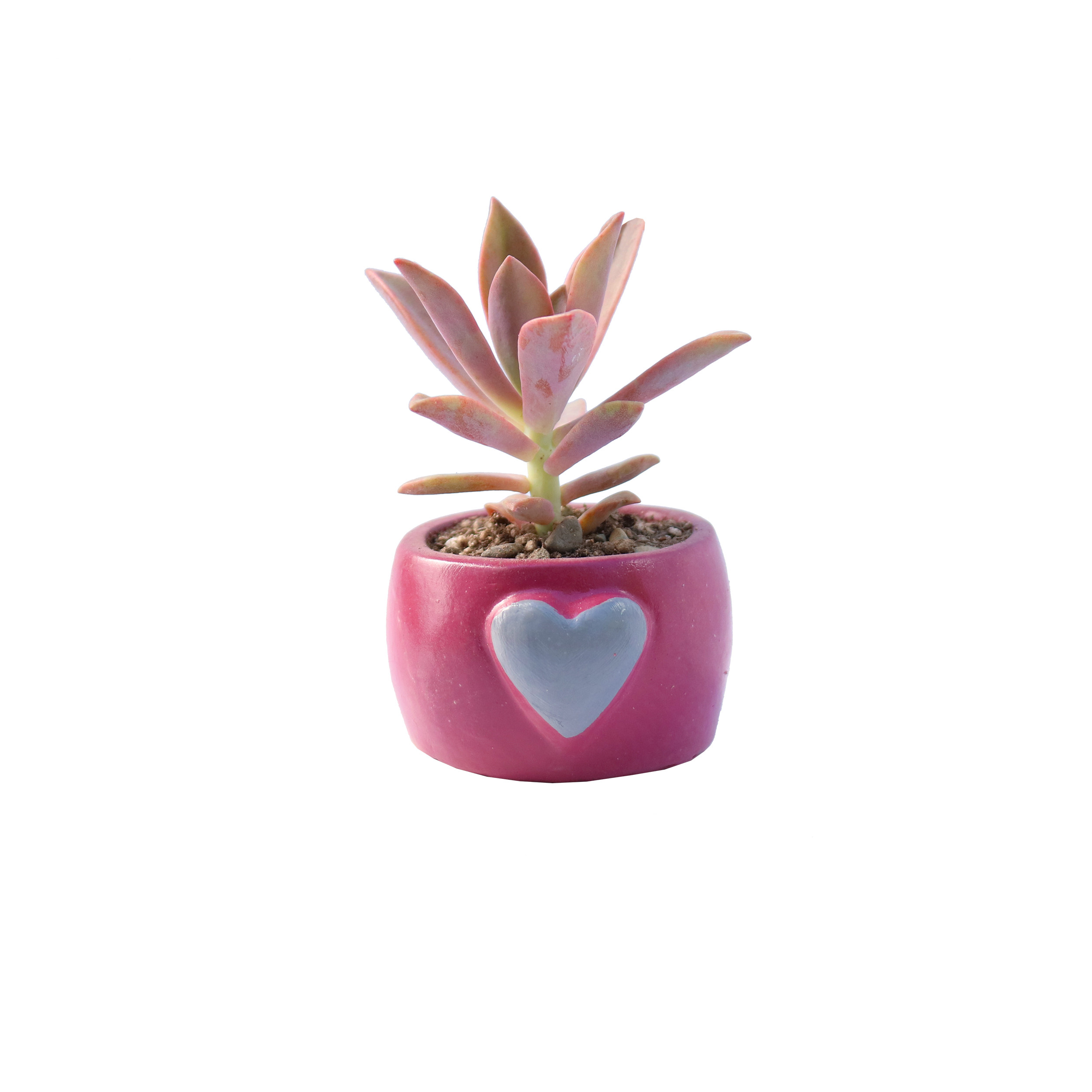 گیاه طبیعی ساکولنت آیدین کاکتوس کد FP-003 مجموعه 3 عددی گیاه طبیعی ساکولنت آیدین کاکتوس کد FP-003 مجموعه 3 عددی