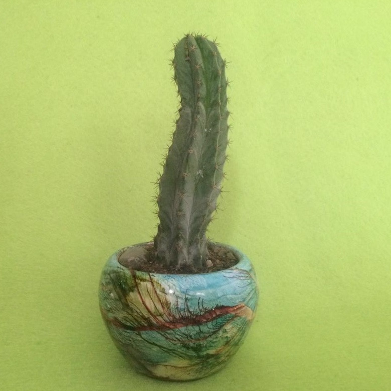 گیاه طبیعی کاکتوس اچینوپسیس پاچانوی مدل K001