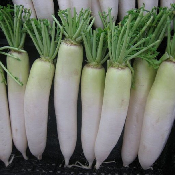 بذر ترب سفید جی پی سید مدل GP3378