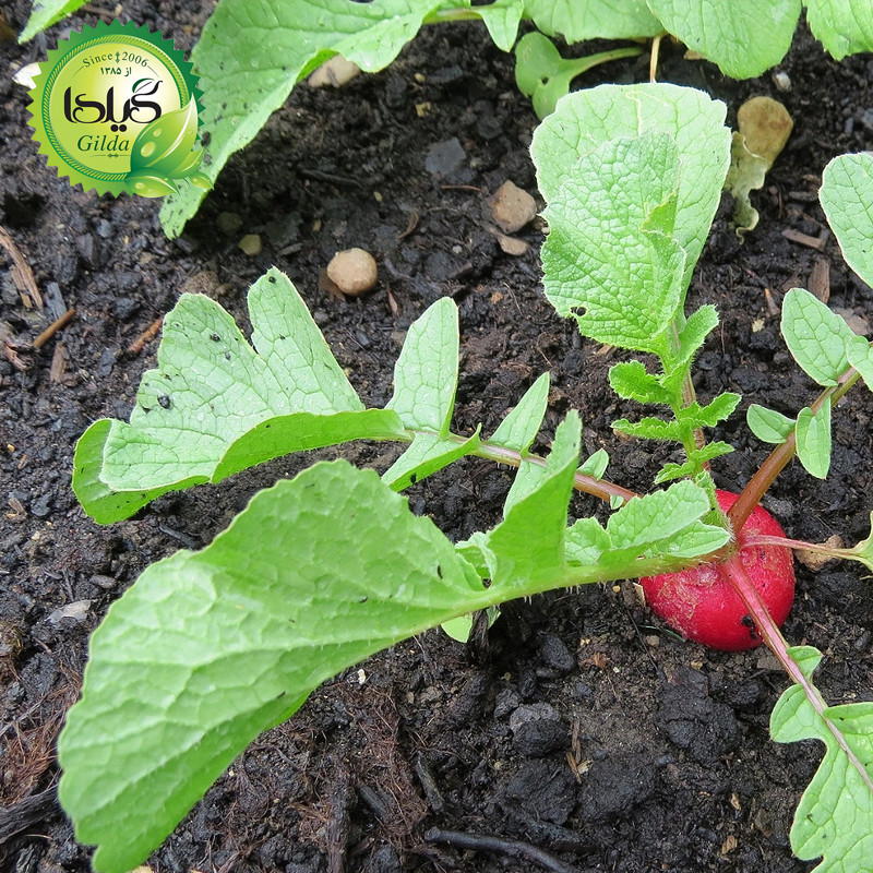 بذر ترپچه  برگ گیلدا کد 218